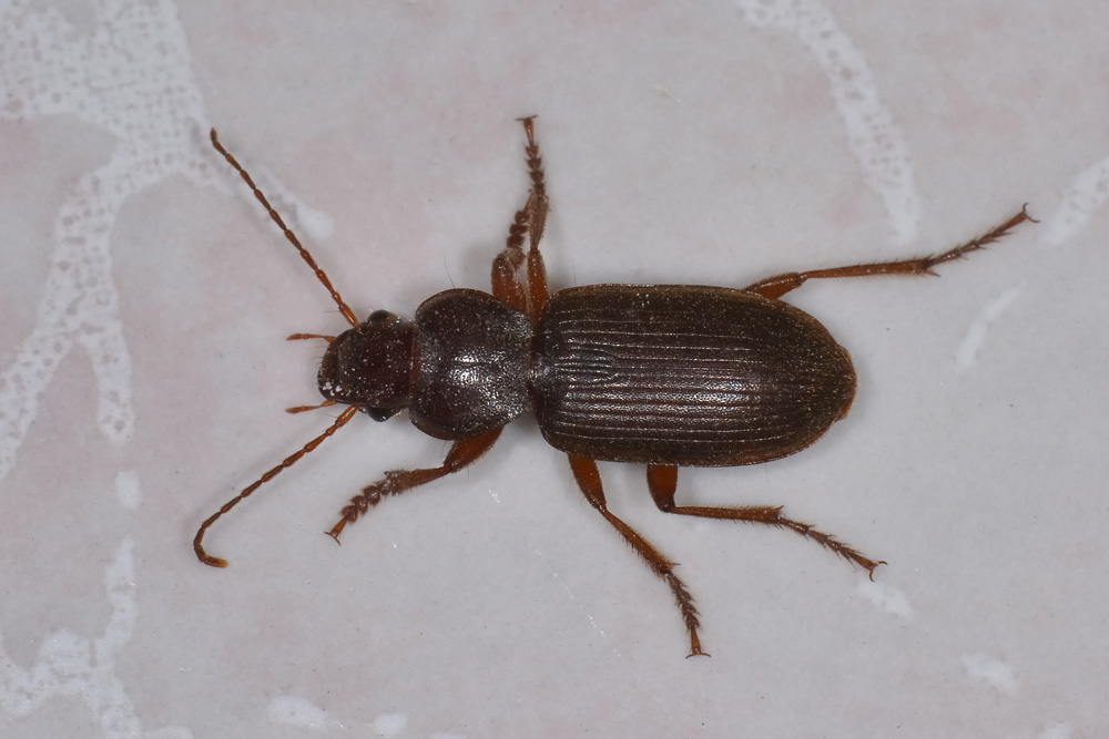 Scybalicus oblongiusculus (Carabidae)